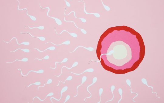 Spermatozoidul alege ovulul sau ovulul alege spermatozoidul care il va fecunda?