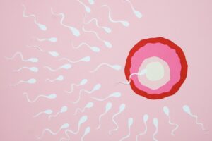 Actele sexuale dupa fertilizarea in vitro si in timpul procedurilor de fertilizare in vitro