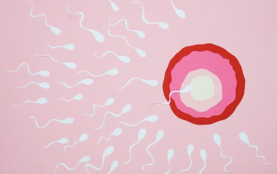 Actele sexuale dupa fertilizarea in vitro si in timpul procedurilor de fertilizare in vitro