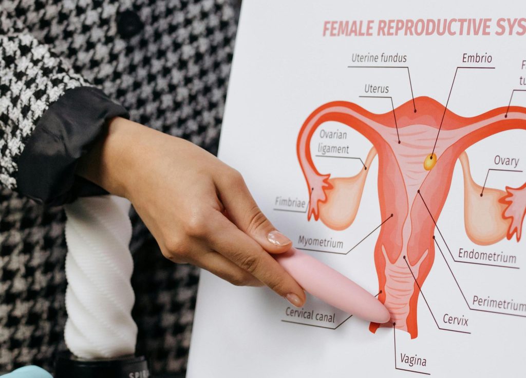 Schimbarile sistemului reproducator feminin din timpul sarcinii. Ce efecte are sarcina asupra sistemului reproducator?